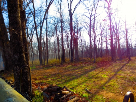 Smoky Woods - trees, woods, blue, pink, smoky, sunset