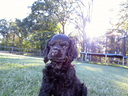 Irritated Spaniel - cocker, brown, irritation, chocolate, sunset, spaniel