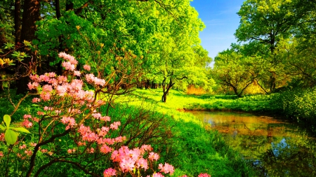 Forest Wildflowers - trees, water, pond, beautiful, spring, forest, flowers, wildflowers, sunny day, green grass