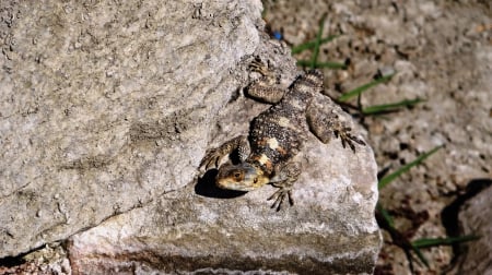 Lizard - hd, nature, photography, animals, lizard, reptiles