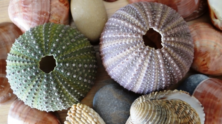 Sea urchins(skeleton)&Shells - oceans, hd, abstract, sea urchins, photography, shells, sea, skeleton