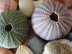 Sea urchins(skeleton)&Shells