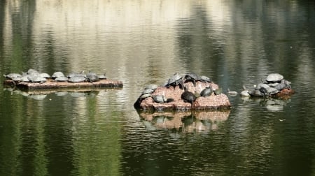 Lots of turtles - lake, lazy, day, animals, turtles, summer, reptiles