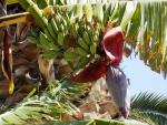 Palm Bananas&Fruit and Flower