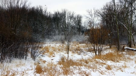 Winter Morning in Wisconsin, w/Eagle - Eagle, Winter, Wisconsin, Snowfall