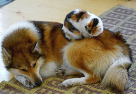 SLEEPING BUDDIES - cat, buddies, sleeping, dog