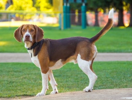 Beagle - animal, pretty, cute, animals, beautiful, sweet, puppy, puppys, dogs, lovely, dog