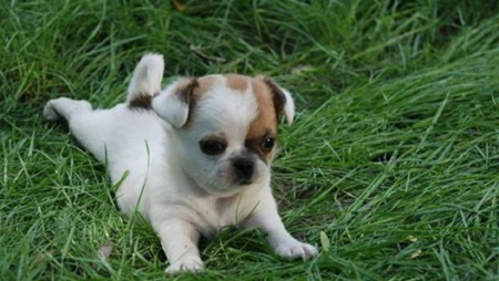 CUTENESS - puppy, little, cute, dog