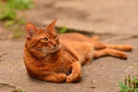 Cat - sleeping, cat face, hat, cat, kitty, animals, lovely, kitten, paws, face, pretty, cats, beautiful, cute