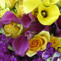 Yellow and purple flowers