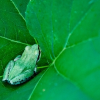 LITTLE FROG ON LILLY PAD