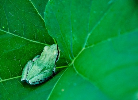 LITTLE FROG ON LILLY PAD - frog, leaf, little, green