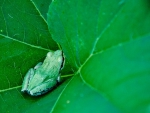 LITTLE FROG ON LILLY PAD