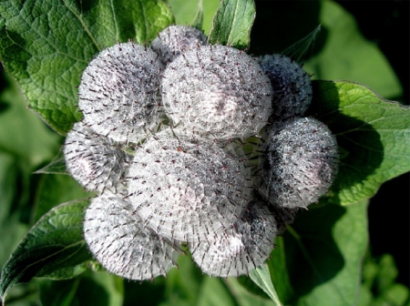 THISTLE - flowers, thistle, pretty, plant