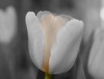 WHITE TULIP