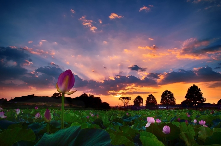 Get stained in the sunset - sky, sunset, field, stunning, nature, clouds, beautiful, splendor, flowers