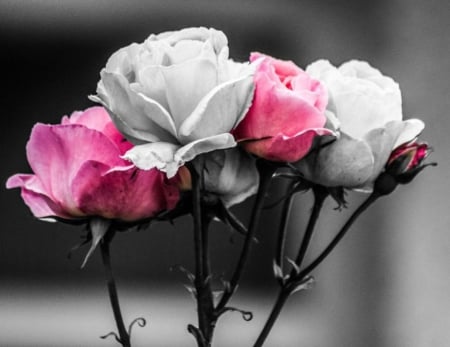 Roses - roses, pink and white, two colors, bouquet, bud