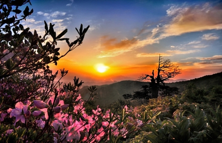 Dawn Light - flowers, dawn, nature, beautiful, splendor, landscape, light, sun