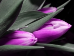 PURPLE TULIP