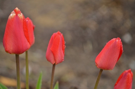 PRETTY TULIPS - flowers, tulip, nature, pretty