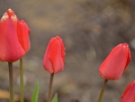 PRETTY TULIPS