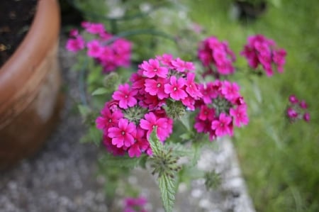 VERBENA FLOWERS - flowers, verbena, pink, pretty