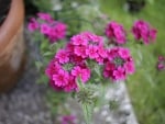 VERBENA FLOWERS