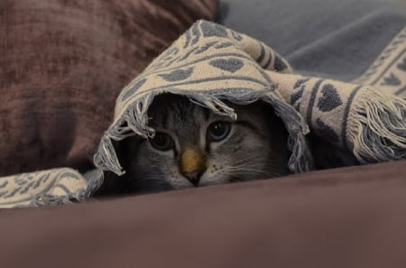 PEEK A BOO - ANIMAL, PEEKING, CAT, RUG