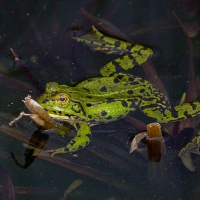 GREEN FROG