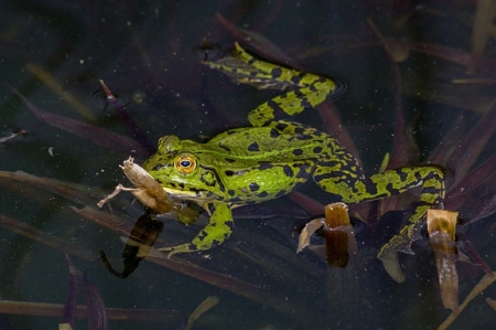 GREEN FROG - frog, pond, animal, green