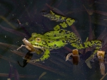 GREEN FROG