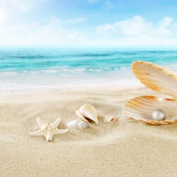 â™¥Seashellsâ™¥