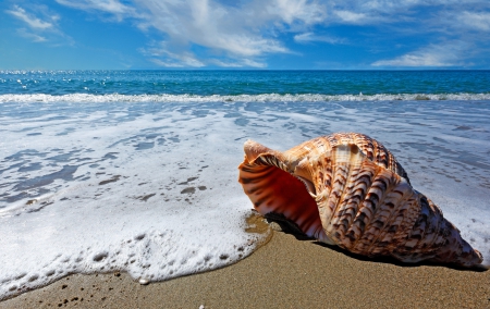 â™¥Seashellâ™¥ - beach, shell, sand, sea