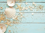 ♥Seashells♥