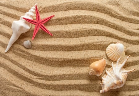 ♥Seashells♥