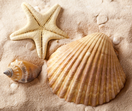 ♥Seashells♥ - starfish, beach, seashells, sand, marine