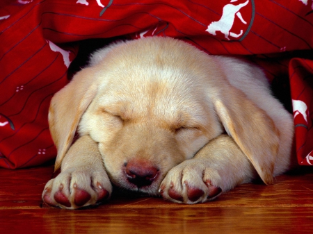 Puppy Dreams - sleeping, labrador, puppy, dog, lab