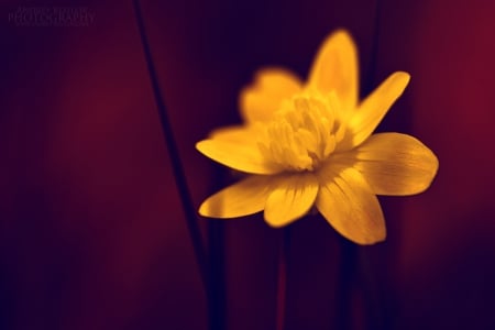 Flower - nature, yellow, macro, beautiful, flower