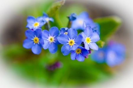 FOR GET ME NOTS - nature, flowers, pretty, blue