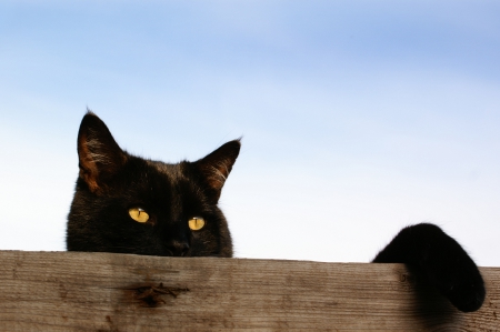 Peeking In - cat, sky, fence, black cat