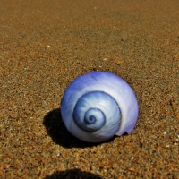 Blue Seashell