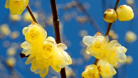 Flowers - beautiful, flower, tree, yellow