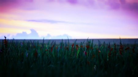 summer field - nature, summer, field, flowers