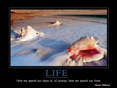 Life - Shells, Life, Quotes, Beach