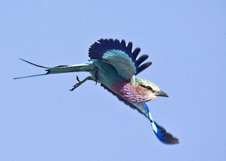 In flight - eurasian, wings, tail, jay, feathers