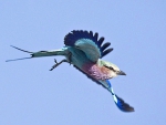 In flight