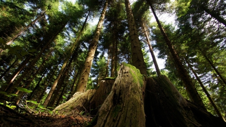 low angle view in a forest - low angle, view, forest, stump, trunks