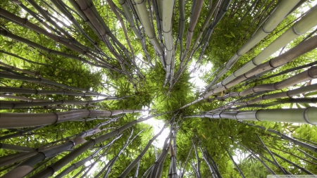 Looking Up IV - nature, forests, trees, popular, wallpoaper, wallpaper, bamboo trees, new