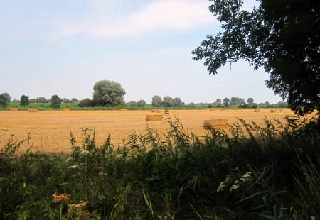 Harvest - cloud, summer, harvest, grass, sky, clouds, view, photography, tree, trees, nature, green