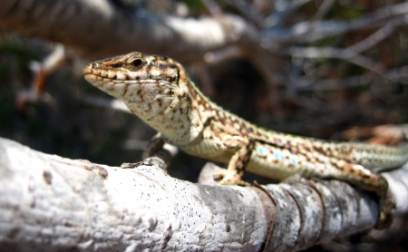 Sargantana de les Pitiuses - sunshine, animals, photography, lizard, eye, tree